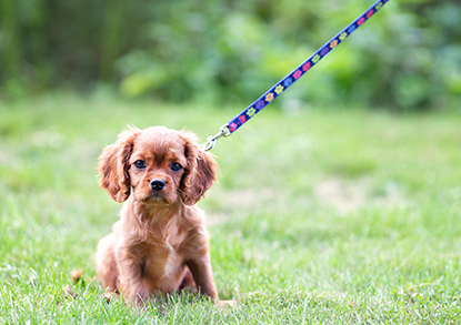 Doggie Dos and Donts